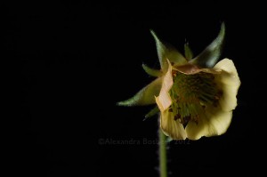 A close look - geum.