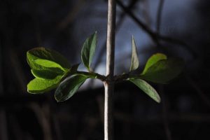 lonicera honeysuckle leaves emerging