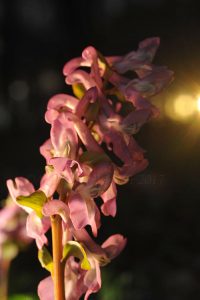 Woodland flower at sunset