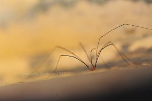 Harvestman, bounced flash